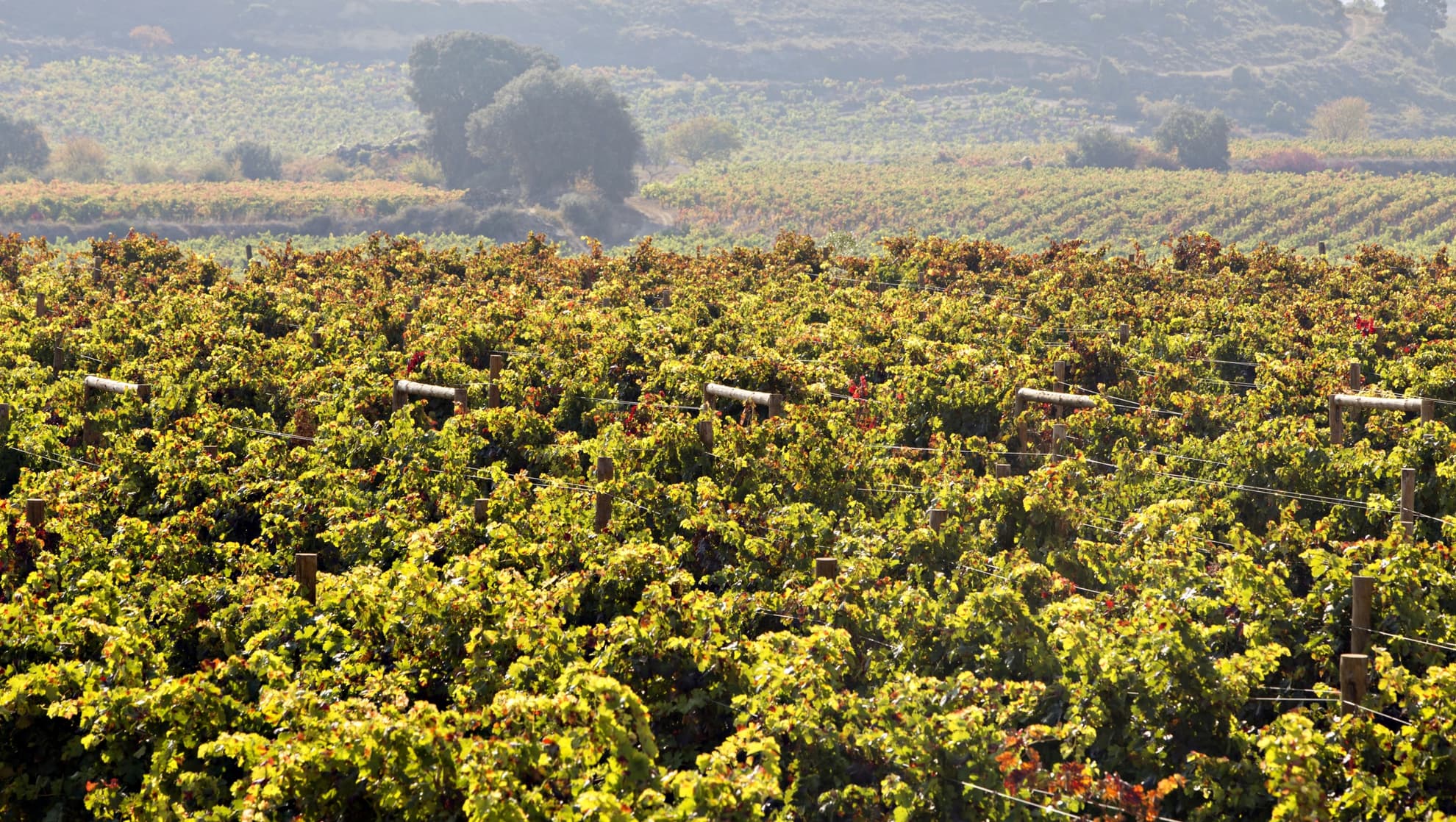 Viñedos y Bodegas Sierra Cantabria