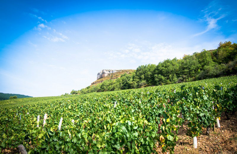 Domaine David Bienfait