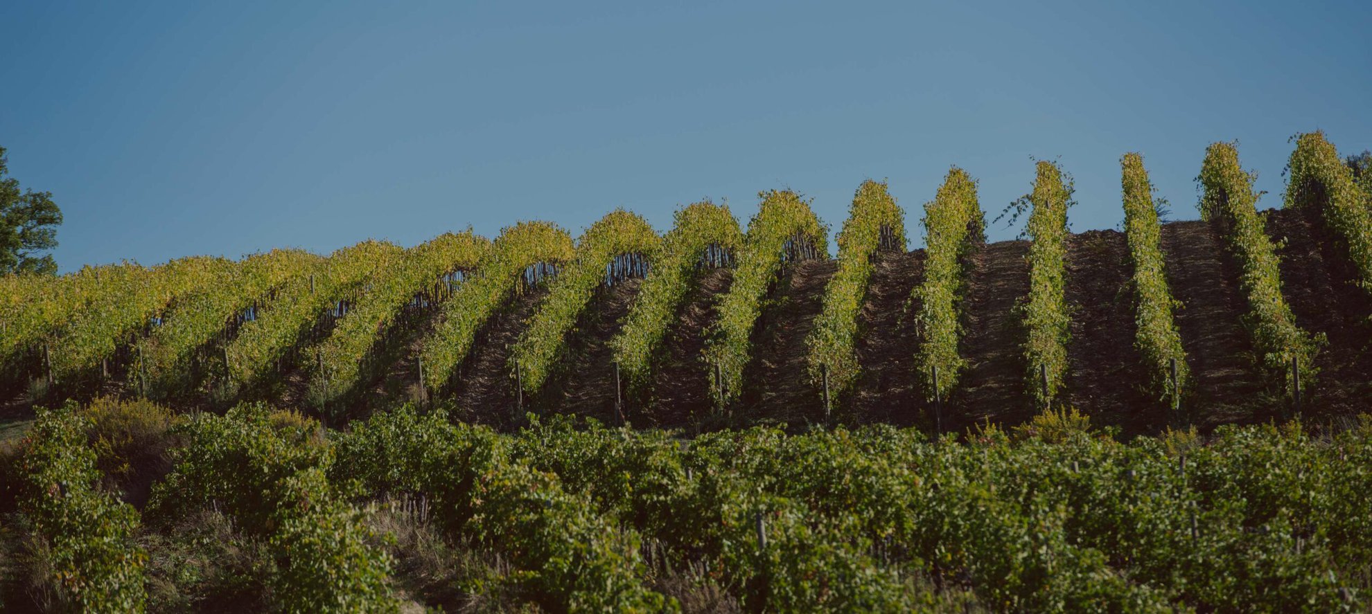 Tenuta Vigne a Porrona