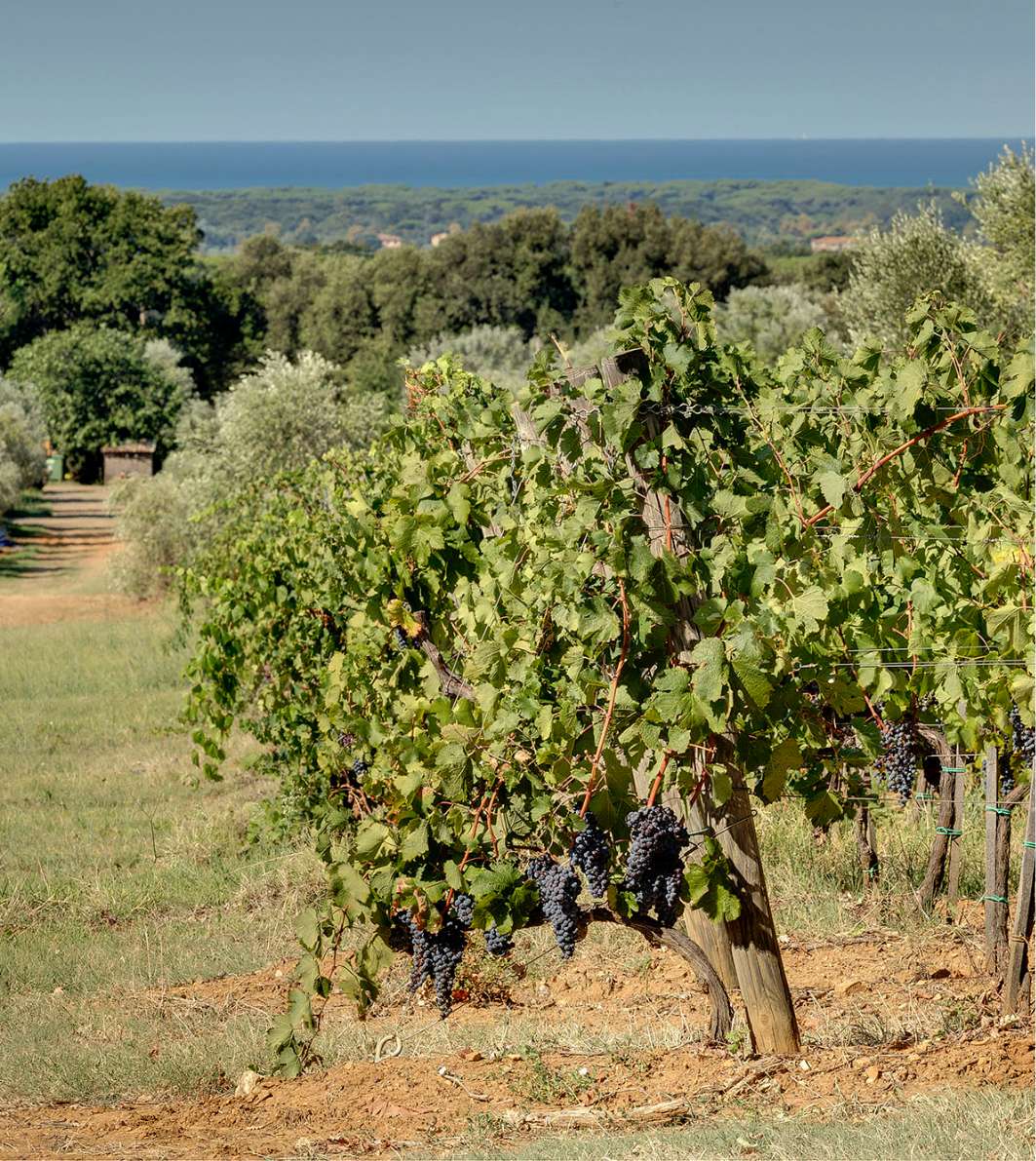 Tenuta Campo al Mare