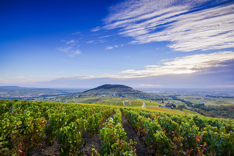 Beaujolais has certainly, like Alsace, the greatest variety and richness of soils, which brings thousands of shades in these wines, with the same grape variety. This is proof of the influence of the terroir.